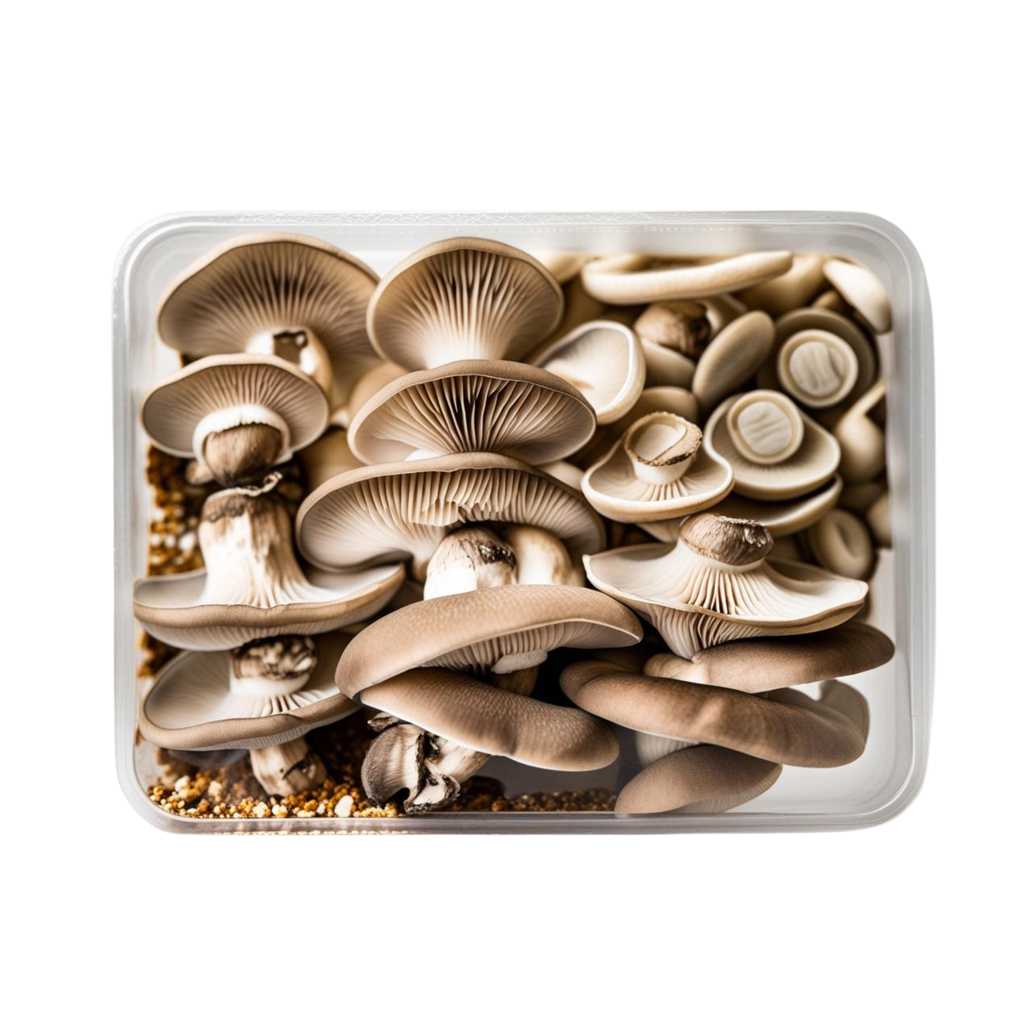 Fresh Oyster Mushrooms